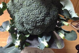 子どもの野菜　自然栽培　ブロッコリーの王様グランドーム　１２０サイズ　７～８個