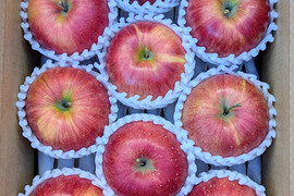 平均糖度17度！！大玉シナノスィート　約3kg