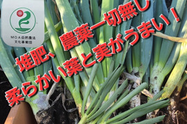 自然栽培認証ネギ　2キロ　根切り