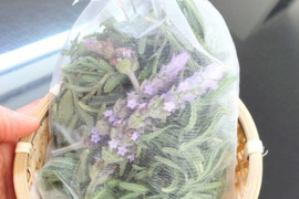 【メール便】ラベンダー サシェ🌿今でしたら大きめの花をお入れできます（4月）ラベンダーデンタータの生葉と花をオーガンジーの袋に詰めました🌿ハーブ🌿そのまま吊り下げてドライにしてポプリなどに🌿