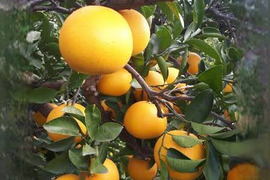 はっさく　10kg ふぞろい　格安です❗️