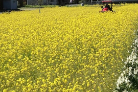 【お試しパック】✤菜の花✤育ち!近江米コシヒカリ ☆減農薬菜の花米☆令和3年産☆1.2kg☆玄米
