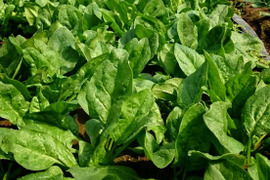 血をサラサラにしよう！新鮮ほうれん草