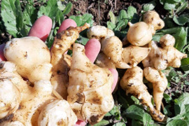 【スーパーフード/自然栽培】皮ごと食べれちゃう！藤沢産きくいも！！　生の菊芋1ｋｇ