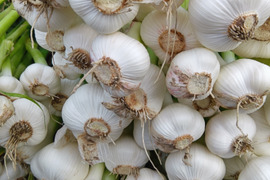 にんにく　上海早生　農薬化学肥料不使用　自家採種　500ｇ