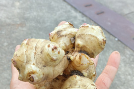 食べ方いろいろ【菊芋】エルサレムアーティチョーク 肥料農薬不使用、自家採種