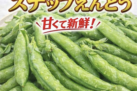 朝採れ 鹿児島県指宿産 スナップエンドウ 5kg（鹿児島県指宿市産）