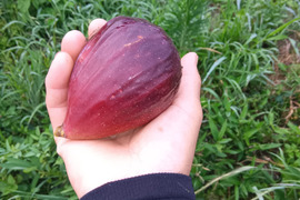 イチジク 自然栽培