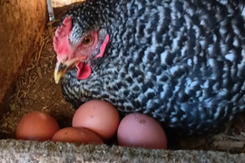 朝採り新鮮お届け！平飼い濃厚卵　岡崎おうはん卵[30個]割れ保証付き