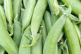 スナップエンドウ  肥料農薬不使用、自然栽培、自家採種 　300g