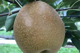 王秋（おうしゅう）３kg　上品な甘みの晩生梨