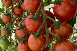 青森県板柳町産高糖度ミニトマト　栞