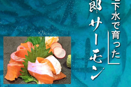 旨味と甘みの絶品桃太郎サーモン　セミドレス１kg～1.5kg