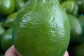 果汁たっぷり！日本平ソーラーレモン®璃の香（りのか）グリーンレモン【静岡県産】約1.8キロ ワックス・防腐剤不使用