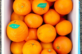 【柑橘食べ比べ】クレメンテイン・ブラッドオレンジ・ぽんかん詰め合わせ　家庭用5.0箱㎏