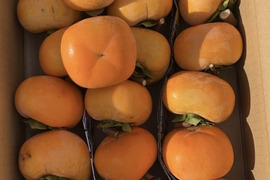 《干し柿用 渋柿》訳あり 平核無柿 3キロ箱