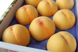 【 🍑黄金桃•家庭用🍑 】山形県天童産 桃 3.0k 【 果肉ジューシー 】