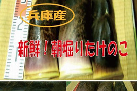 【最短発送】兵庫産朝掘りたけのこ3.5kg