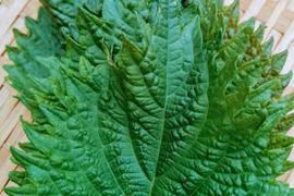たっぷり青紫蘇🌿農薬と化学肥料を使わないで育てた野菜セット🌰【数量限定❗❗】子供に食べさせたい（５品目～７品目）😋🍚ばぁばのモノスゴイ野菜🍅🍆🌽✨✨✨
