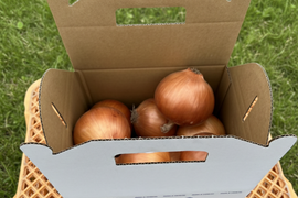 【淡路島直送】甘み凝縮！「淡路島産　玉ねぎ（品種：ターザン）」5kg（サイズ混合）