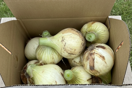 【淡路島から直送】「淡路島の新玉ねぎ」食べ比べセット（七宝・ボルト）5kg（サイズ混合）