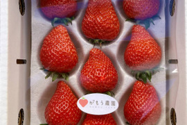 農家直送　採れたてのいちご食べたことある？　平詰め
完熟新鮮いちご　　とちおとめ