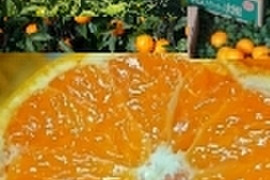 【先行予約11月発送】和歌山有田産 大ちゃんの畑農園 日南みかん（優品）