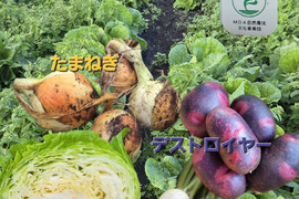 自然栽培野菜セット2.5キロ前後【少量】