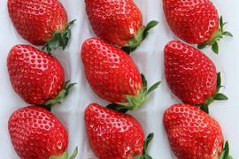 【ギフト可】完熟いちご化粧箱入り1箱【計12粒～18粒】