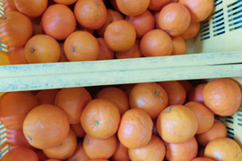 セミノール【数量限定】2kg（箱込）