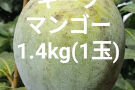 希少キーツマンゴー(家庭用)1.4kg