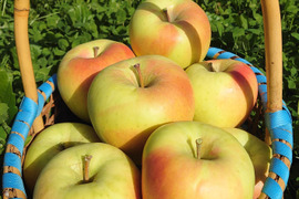 《予約受付》ぐんま名月　5kg（14個～18個）青森県産りんご　家庭用