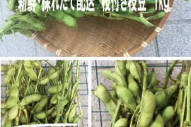 【最短出荷】丹波篠山特産　丹波黒枝付枝豆　1kg