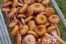 【期間限定】みんな大好き！天然ナラタケ！お味噌汁やキノコ汁に最高（180g前後）