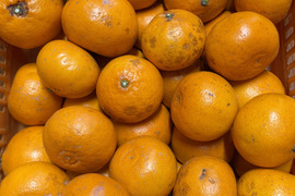 【もったいない！】広島県産｢せとか｣ 5kg （もったいない品）