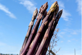 【希少】紫アスパラガス　700g