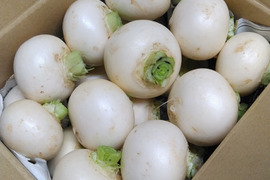 栄養満点！甘い！旬の小カブ２０玉