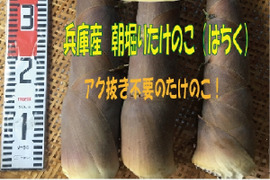 兵庫産たけのこ（はちく）2.6ｋｇ【最短発送】