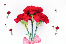 【母の日ギフト】【単なる平飼いではない究極の卵】わたしたちのぷらいどたまご（30個入ケース）「熨斗対応可」