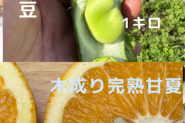 【農薬化学肥料不使用】そら豆1キロと甘夏2キロのせっと