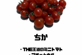 【マタニティフード認定】【毎日】食べたい安心の味。　「ちかちゃん」　ミニトマト　土耕栽培　八百結び農法