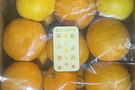 春の柑橘五種類食べ比べ(箱込約6.5kg)