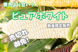 白いとうもろこしピュアホワイト 2Lサイズ10本入