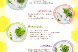 【週末発送★数量限定】マイクロハーブ　5種セット/各２g