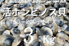 江戸前！天然ホンビノス貝（中サイズ３Kg）船橋三番瀬産