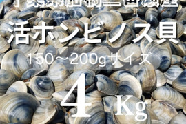 江戸前！天然ホンビノス貝（中サイズ4Kg）船橋三番瀬産