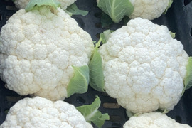 🥦ブロッコリー・カリフラワー・ロマネスコ・キャベツ大好きな人へ🥦✨ 農薬・化学肥料不使用🌱Brassica box