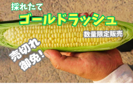 とうもろこしゴールドラッシュ2Lサイズ10本入