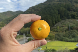 見た目は赤ちゃんサイズ👶でも味は濃厚！西果樹園【超小玉みかん】３キロ