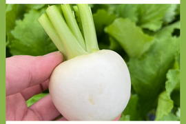 【おどろく甘さ】サラダ・ラティーナ（サラダカブ）1kg（4〜6個）